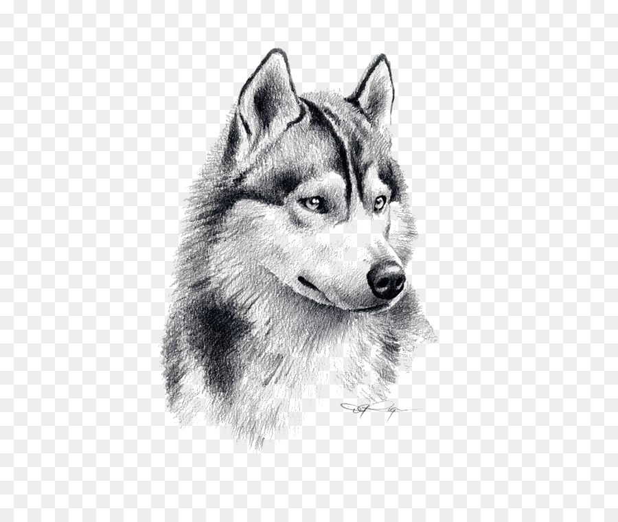 900x760 Siberian Husky Puppy Drawing Pencil Art - Puppy Sketch