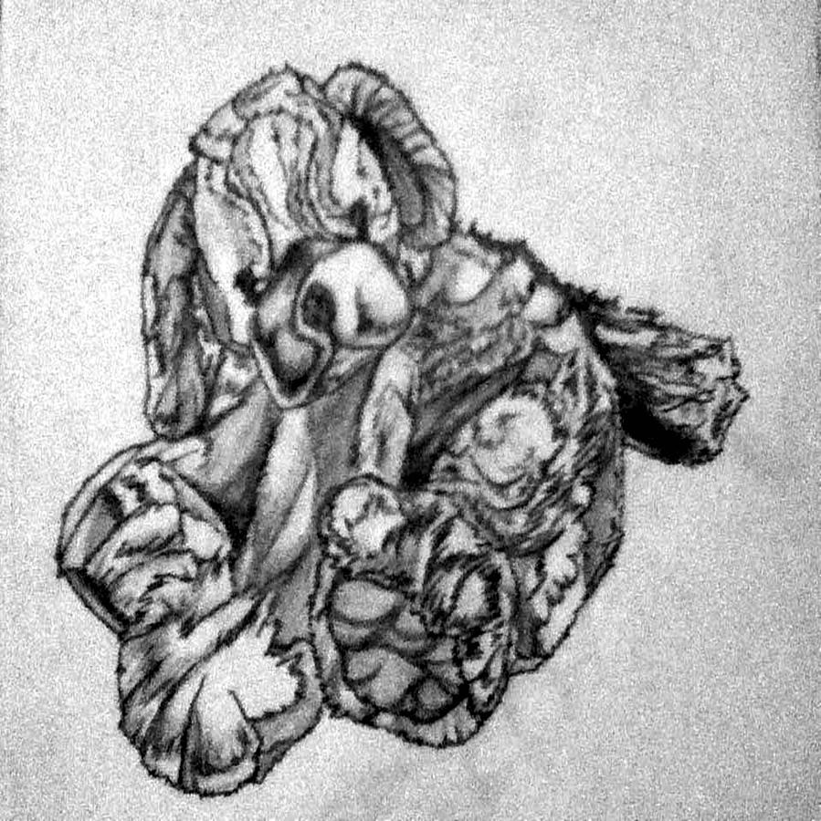 899x900 Soft Puppy Sketch Drawing By Jayvon Thomas - Puppy Sketch