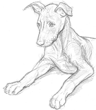 392x450 Older Puppy Sketch Wwii Gis - Puppy Sketch