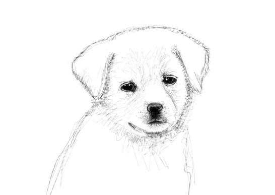 546x387 Daily Drawing Day 75 Puppy Sketch - Puppy Sketch