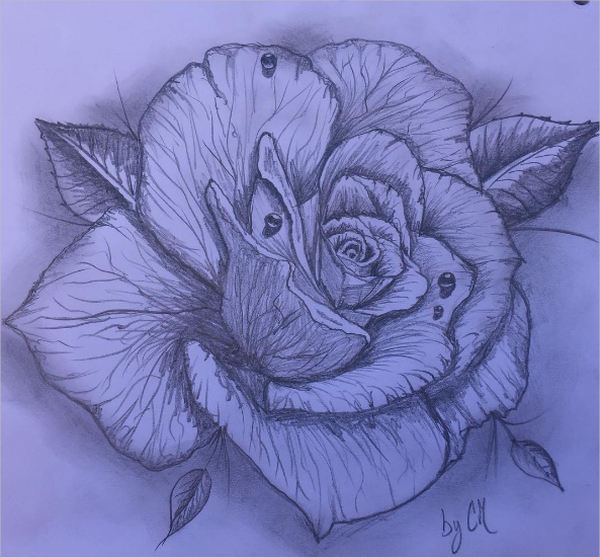 Purple Rose Sketch