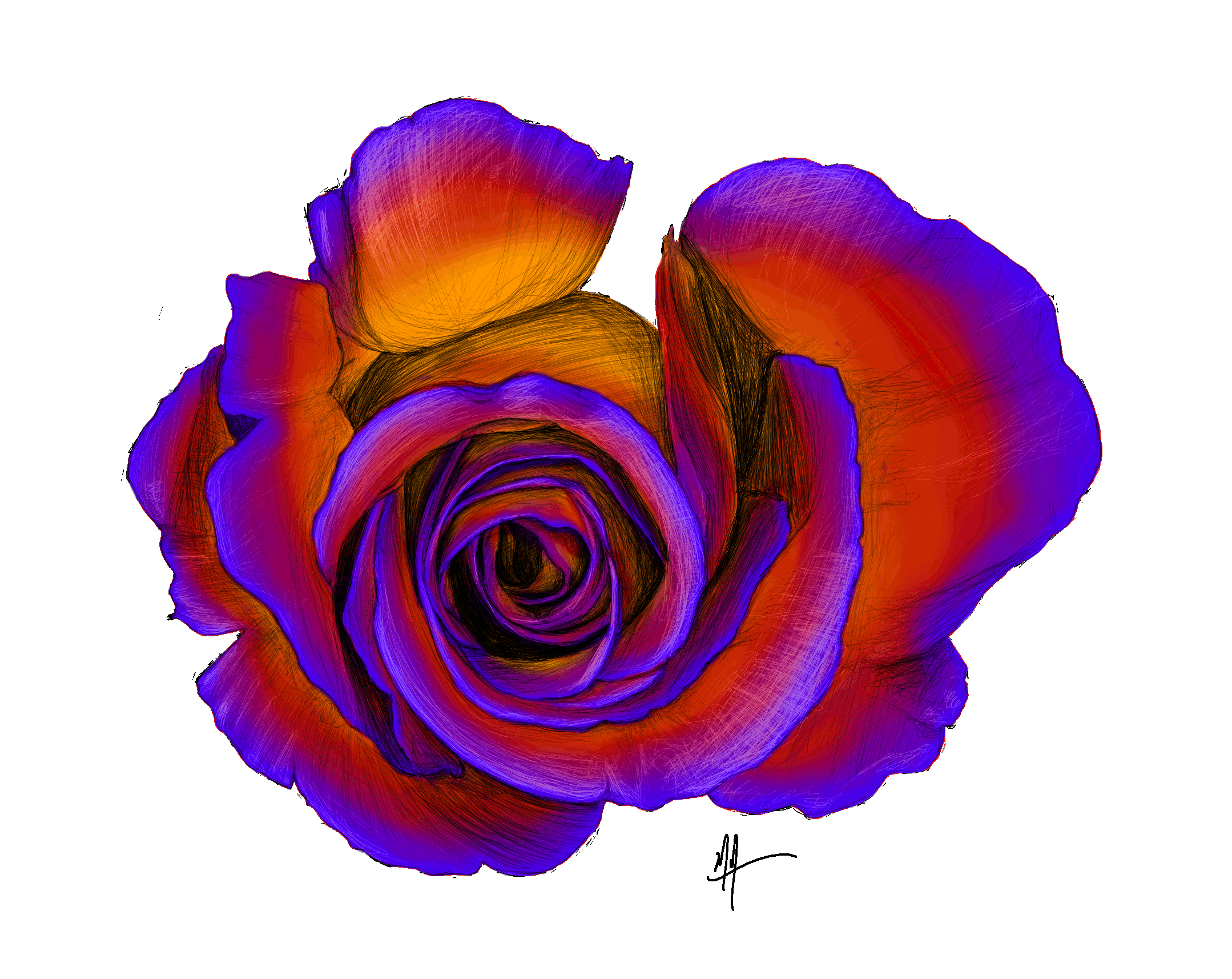 2158x1714 Drawing Roses - Purple Rose Sketch