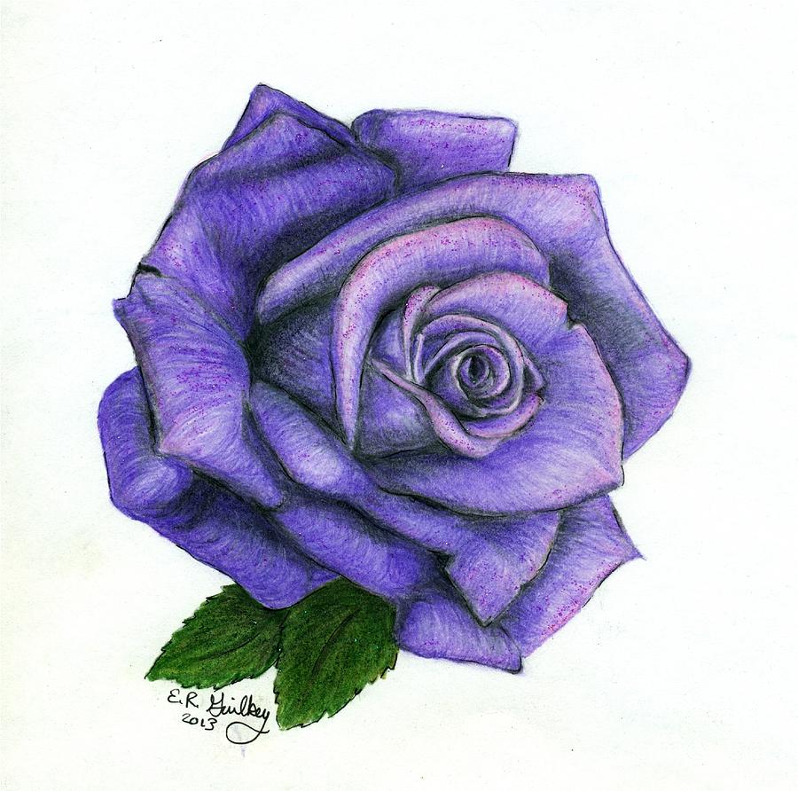 900x892 Purple Rose Drawing By Elizabeth Guilkey - Purple Rose Sketch