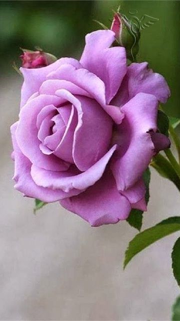 360x640 Rose - Purple Rose Sketch