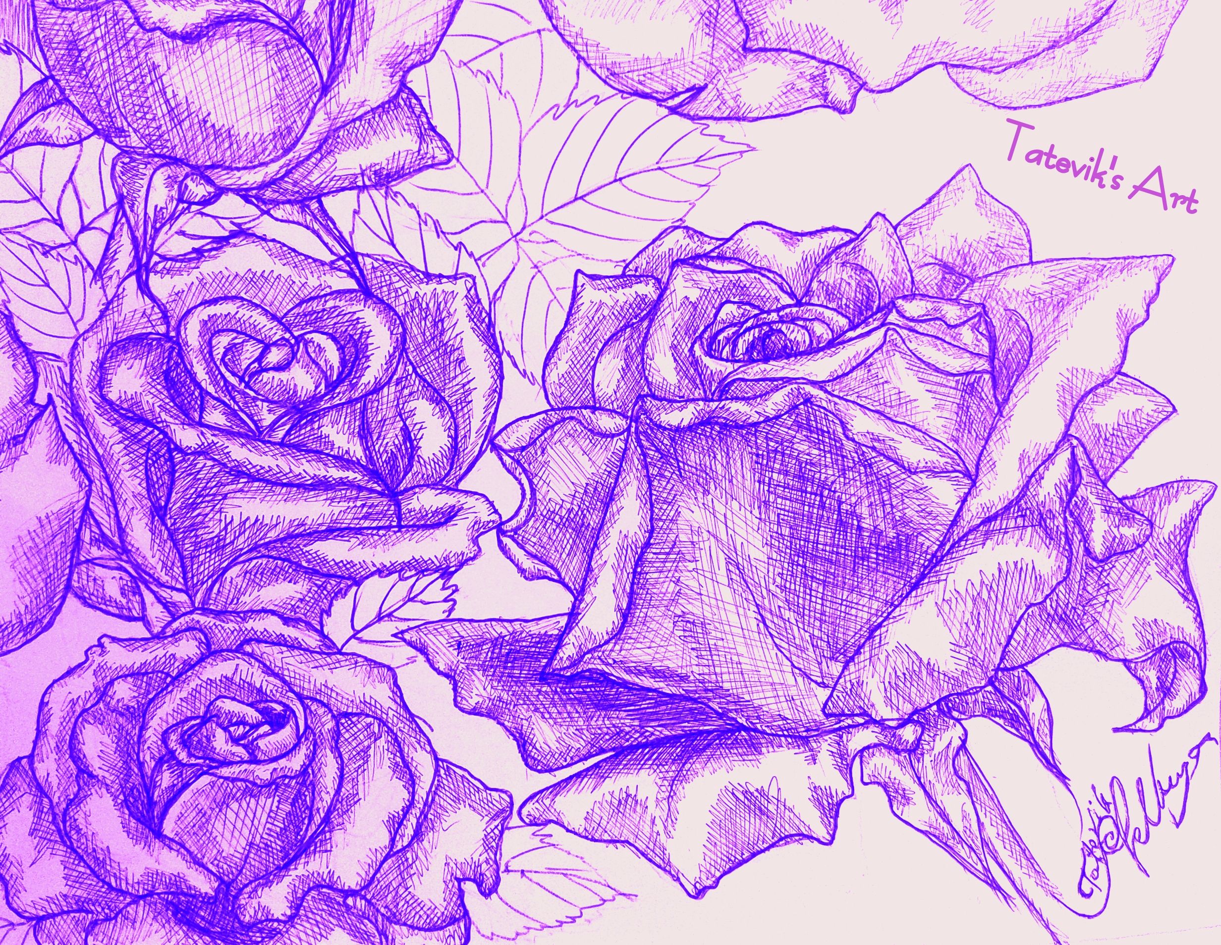 2464x1908 Violet - Purple Rose Sketch