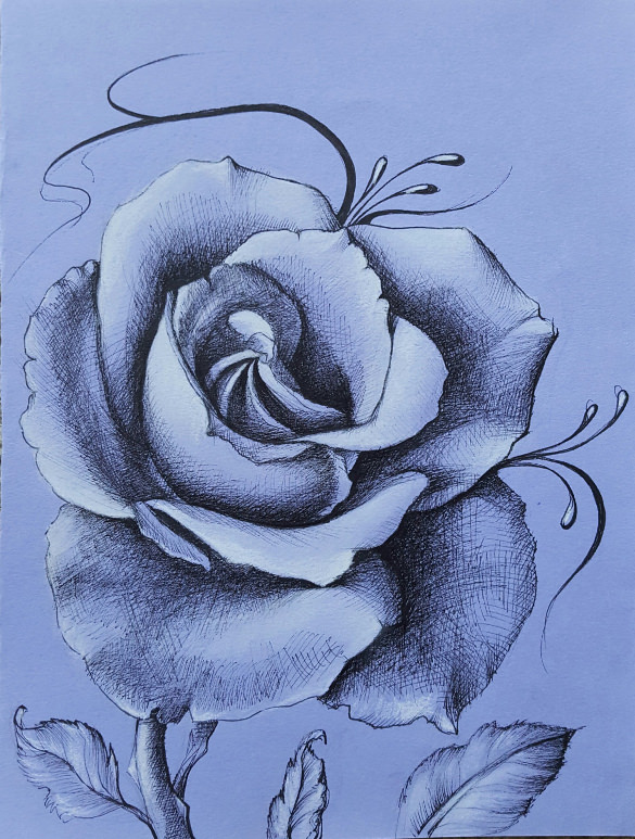585x773 Rose Drawing Free Amp Premium Templates - Purple Rose Sketch