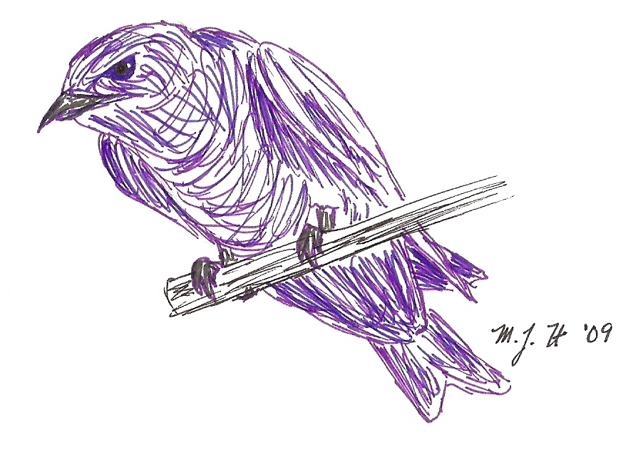 888x655 Purple Martin Sketch By Whitekratoswolf - Purple Sketch