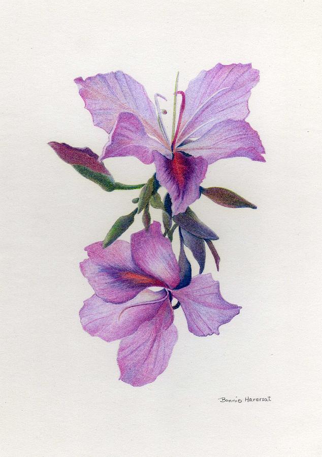 634x900 Wild Orchids Drawing By Bonnie Haversat - Purple Sketch