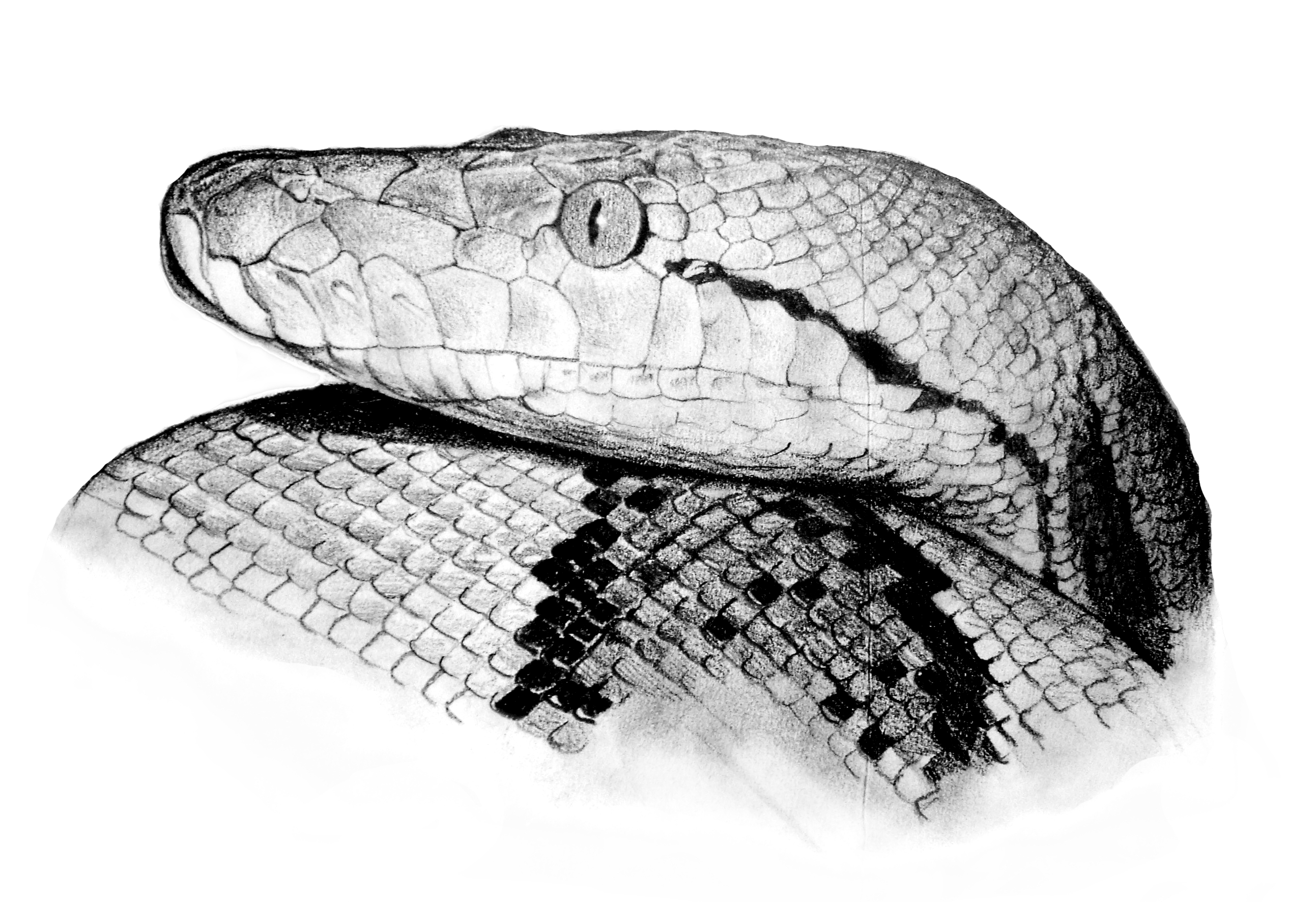 Python Sketch at Explore collection of Python Sketch