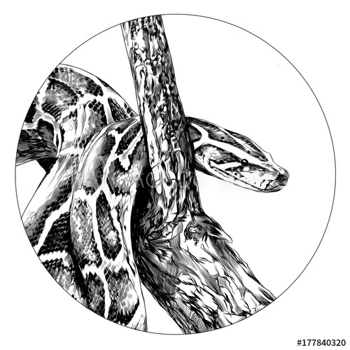 Python Sketch at PaintingValley.com | Explore collection of Python Sketch