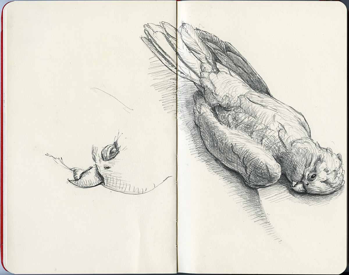 1200x946 Dead Parrot Sketch (With Apologies To Monty Python) - Python Sketch