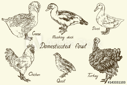 500x334 Domesticated Fowl Set, Goose, Muscovy Duck, Duck, Chicken (Rooster - Quail Sketch