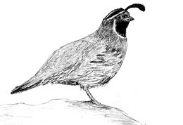260x178 Download Sketch Clipart California Quail Drawing - Quail Sketch