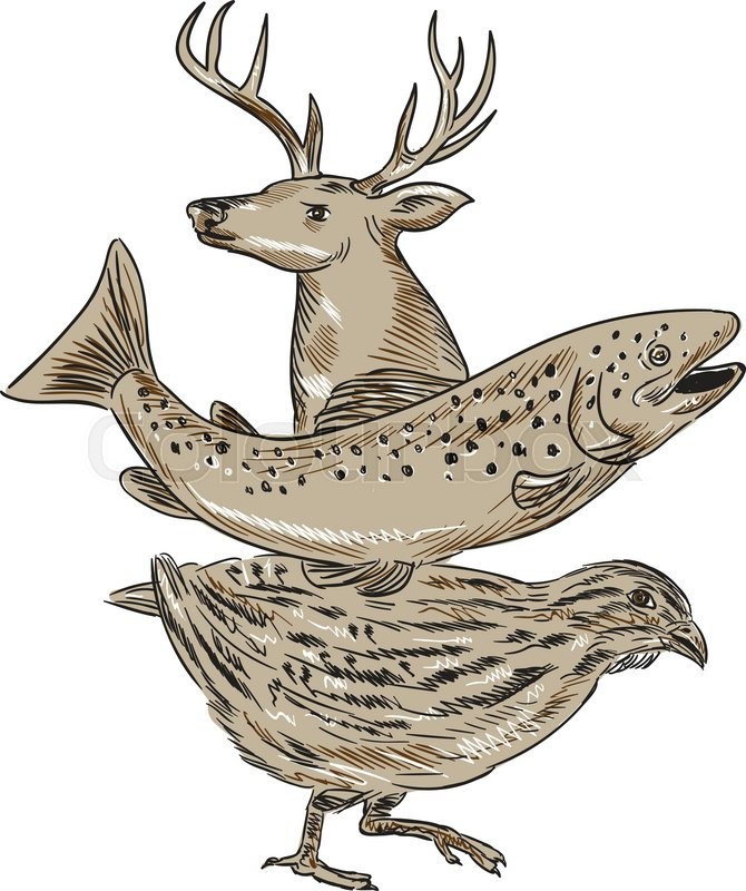 670x800 Drawing Sketch Style Illustration Of A Deer, Trout And Quail - Quail Sketch