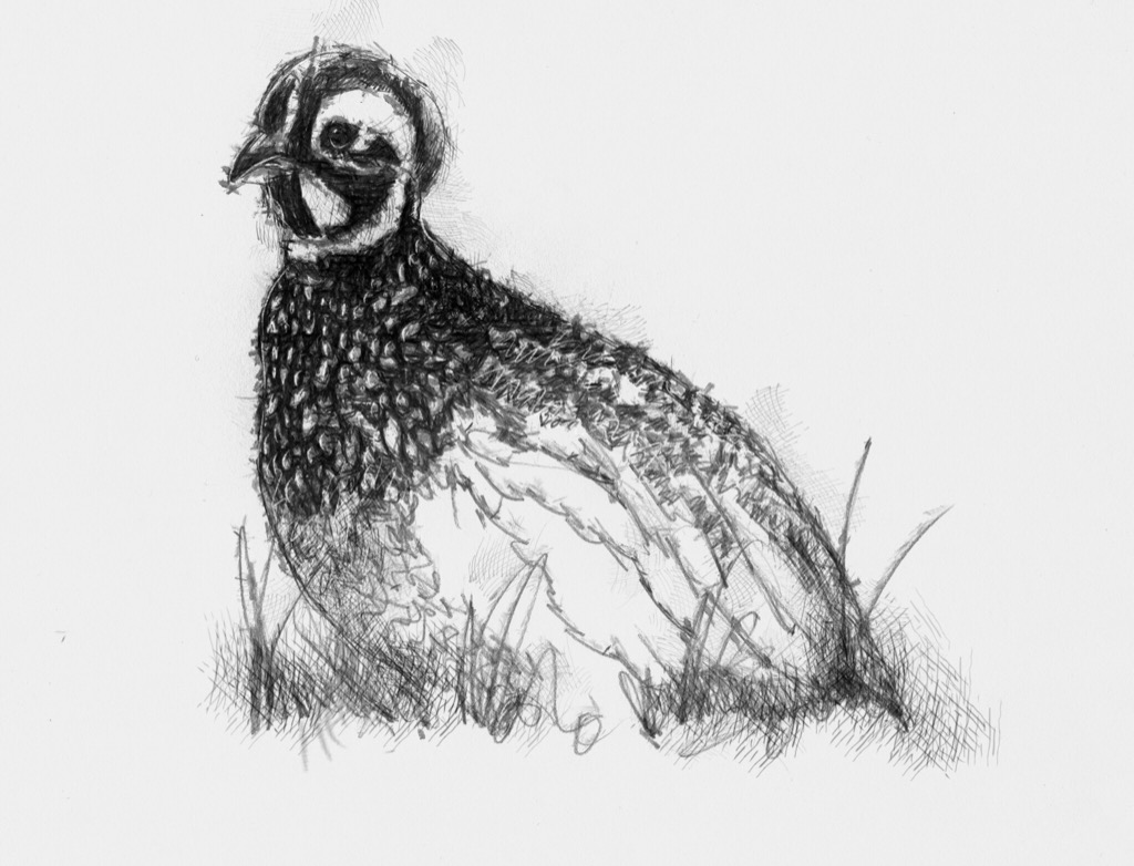 1024x782 Quail - Quail Sketch