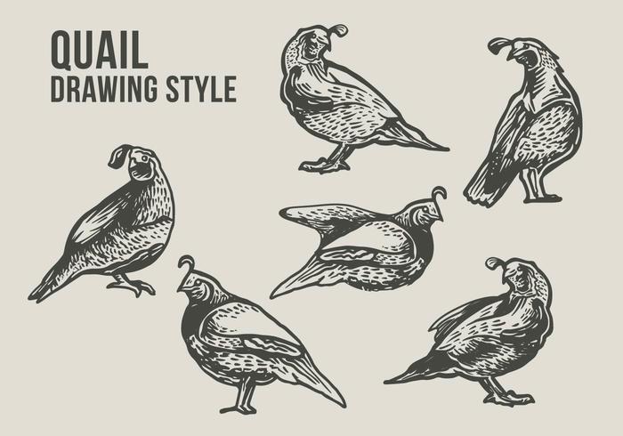 700x490 Quail Bird Drawing Illustration - Quail Sketch