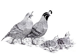 300x211 Quail Drawings Fine Art America - Quail Sketch