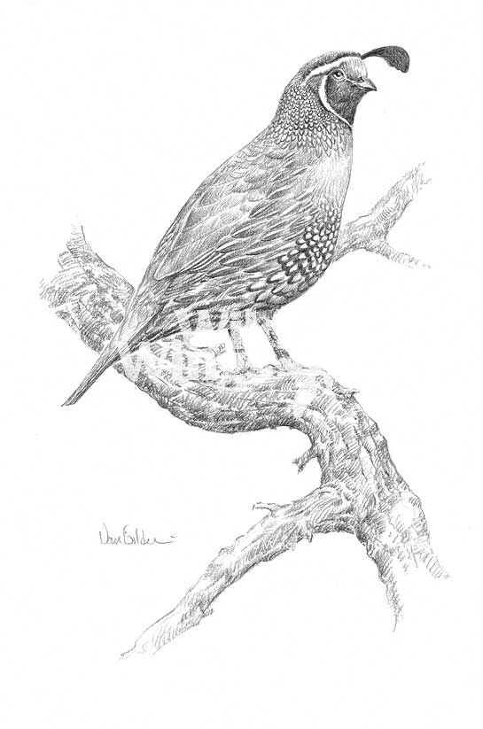 545x823 Quail Original Pencil Drawing Wild Wings - Quail Sketch