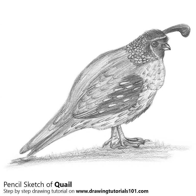 800x800 Quail Pencil Drawing - Quail Sketch
