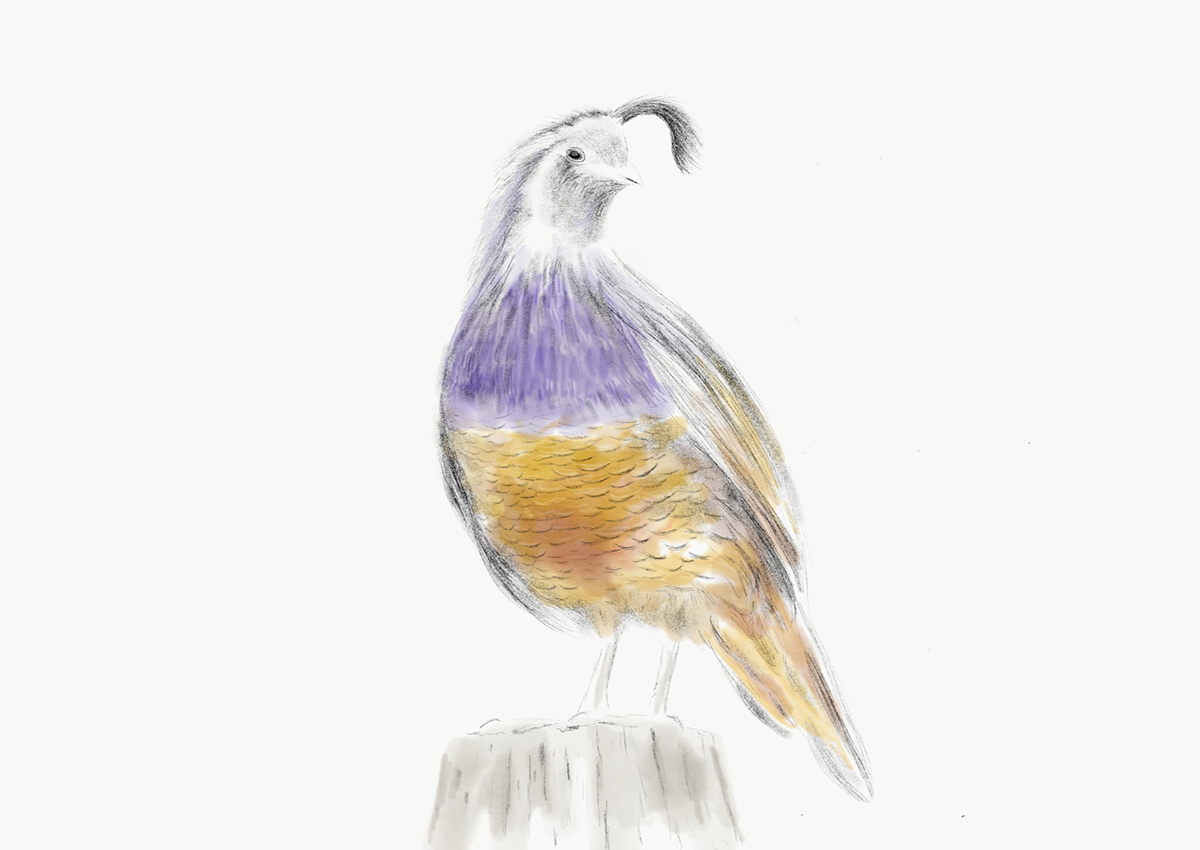 1200x850 Quail Sketch On Behance - Quail Sketch