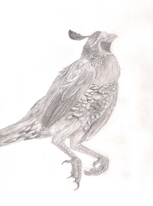 600x808 Quail Study Sketch By Rustnsplinters - Quail Sketch