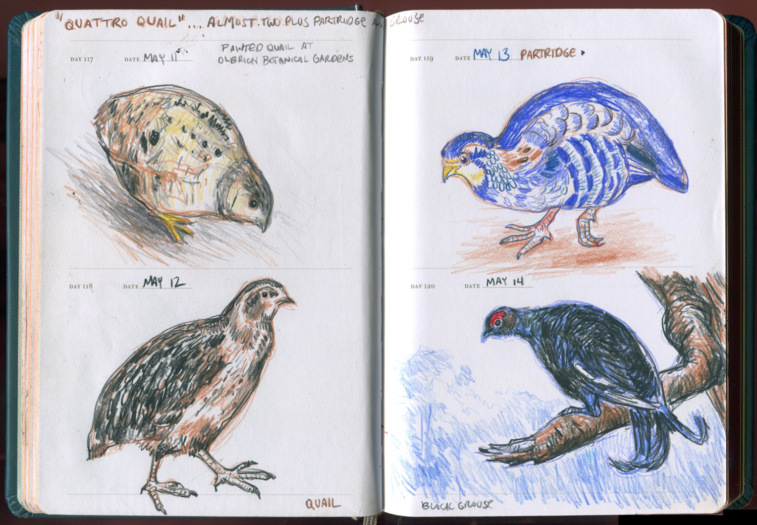 1500x1041 Quattro Sketch A Day Series Kristingjerdset - Quail Sketch