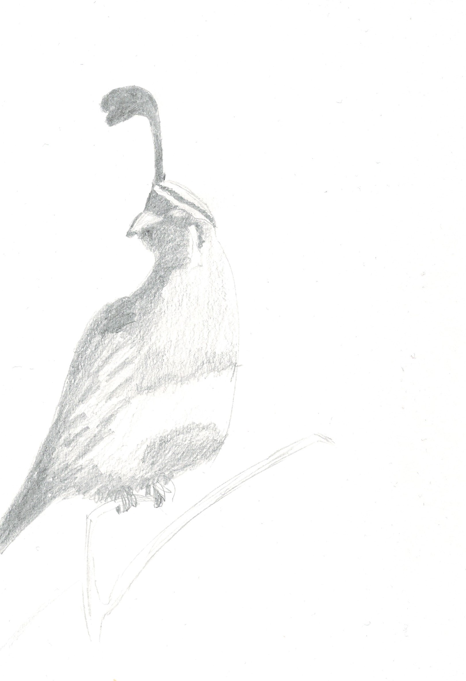 1620x2367 Tree Top Quail - Quail Sketch