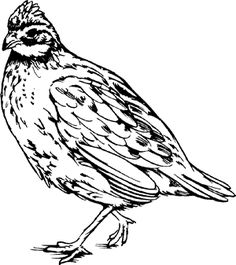 236x265 Animal, Quail, Clip Art Tattoo + Ideas Art - Quail Sketch