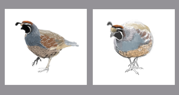 600x320 Birdspot Quail Sketches - Quail Sketch