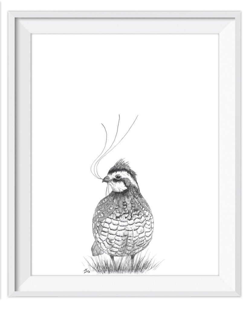 824x1024 The Rubyrose Quail - Quail Sketch