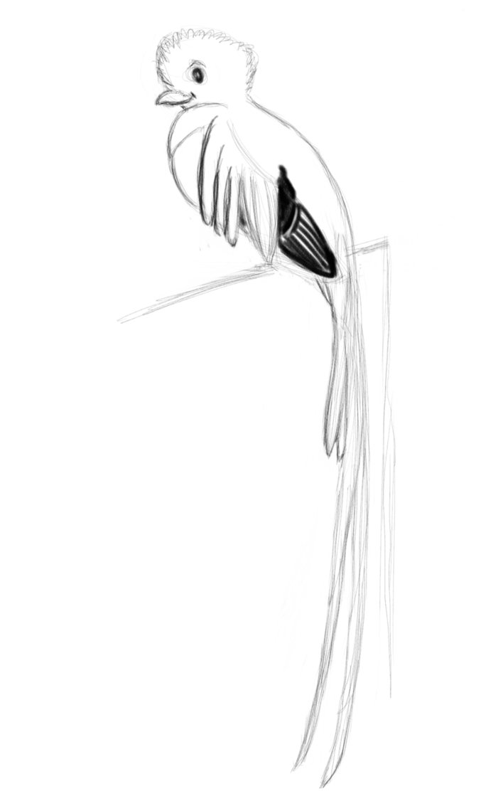 701x1140 Quetzal 01 Sketch By Jjfgg - Quetzal Sketch