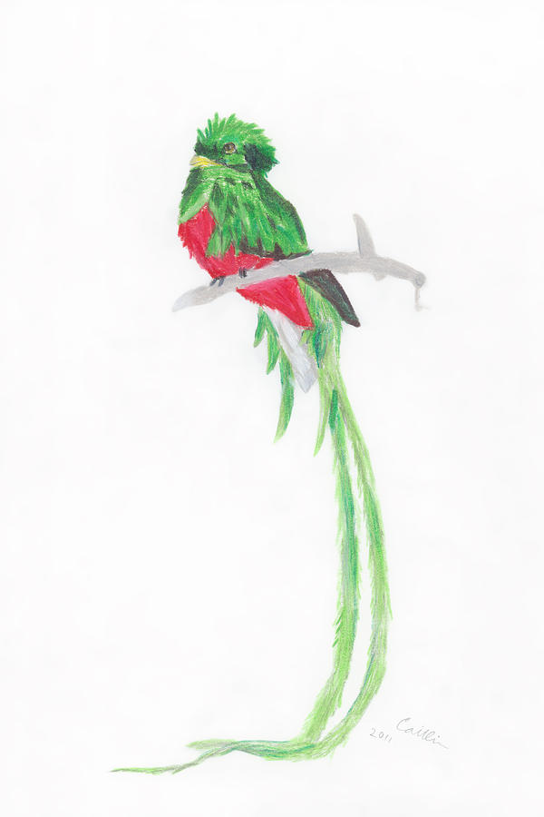 600x900 Quetzal Bird Drawing By Caitlin Pennington - Quetzal Sketch