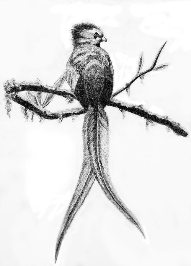 647x900 Quetzal Drawing Best Drawing Skill - Quetzal Sketch