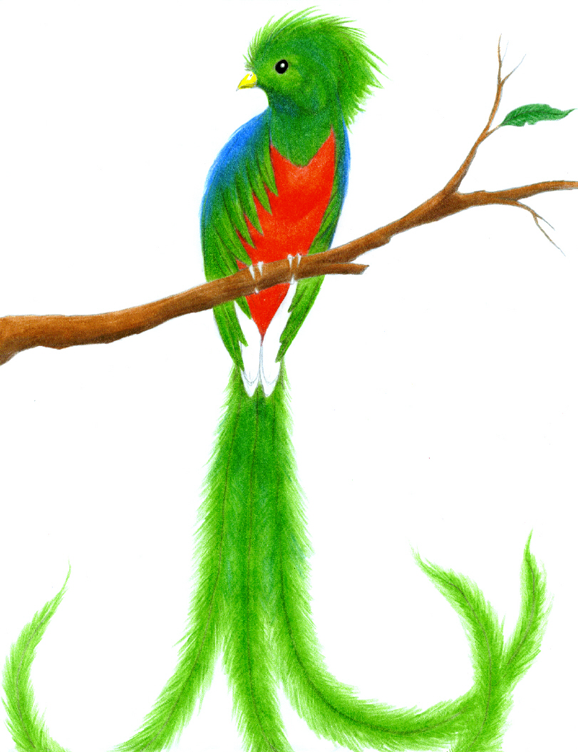 811x1054 Quetzal Drawing Pic Drawing Skill - Quetzal Sketch