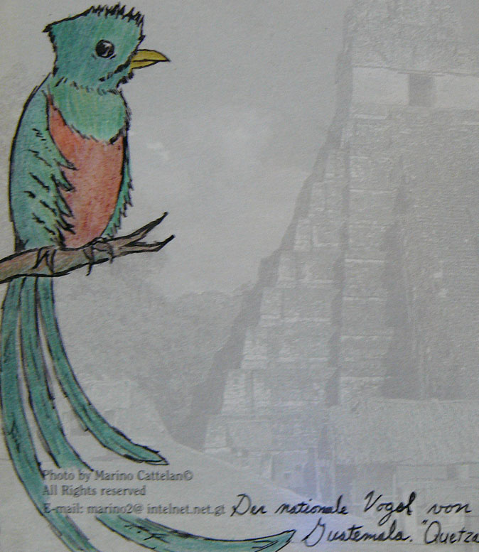 674x777 Quetzal Sketch (Small) By Tesm - Quetzal Sketch