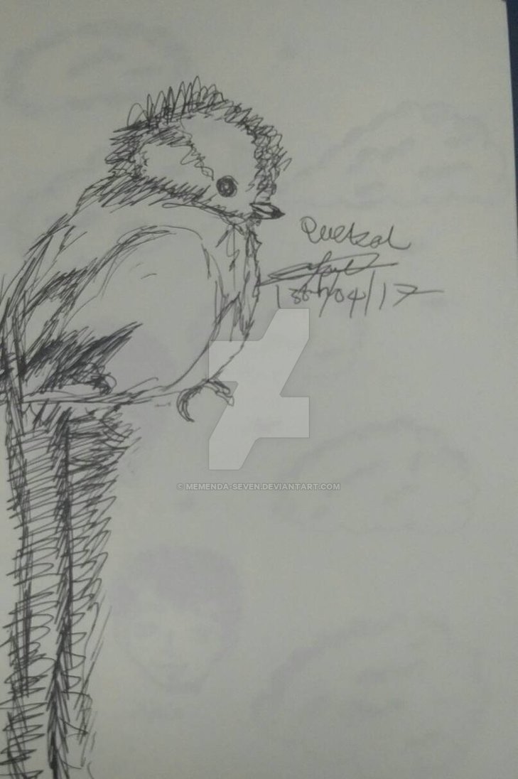729x1096 Quetzal Sketch By Memenda Seven - Quetzal Sketch