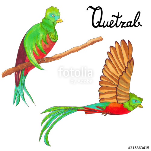 500x500 Quetzal Burds. Flying Quetzal Bird And Sitting Queztal Bird - Quetzal Sketch