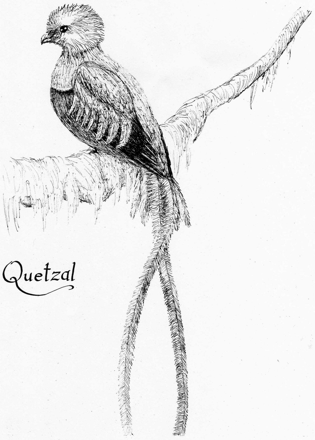 1024x1429 Quetzal By Rose Wolf - Quetzal Sketch