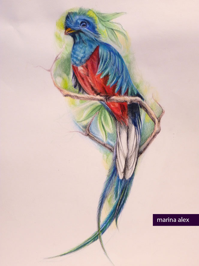 664x886 Quetzal Tattoo Design Marina Alex - Quetzal Sketch