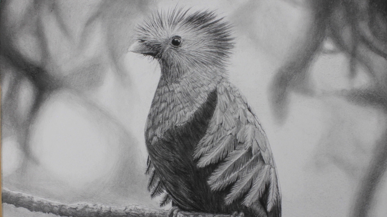 Quetzal Sketch at PaintingValley.com | Explore collection of Quetzal Sketch