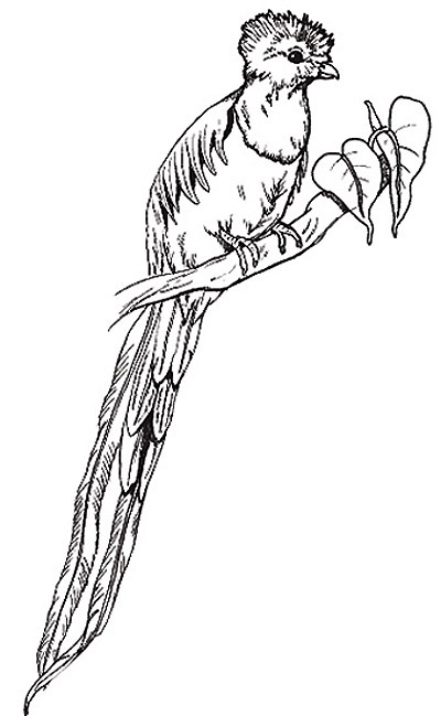 400x649 Umbrella Coloring Page - Quetzal Sketch