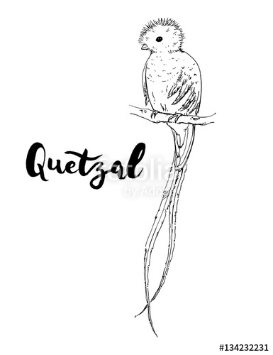 385x500 Hand Drawn Graphic Isolated Bird Quetzal With Handwritten Words - Quetzal Sketch