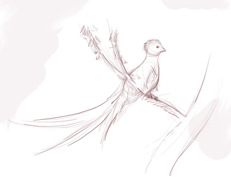 800x649 Quetzal - Quetzal Sketch