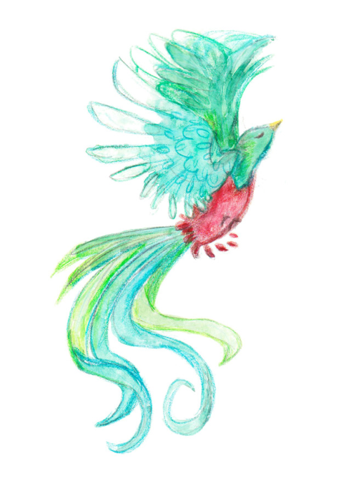 500x688 Day 29 Quetzal Drawing Bird Illustration Concept Art - Quetzal Sketch