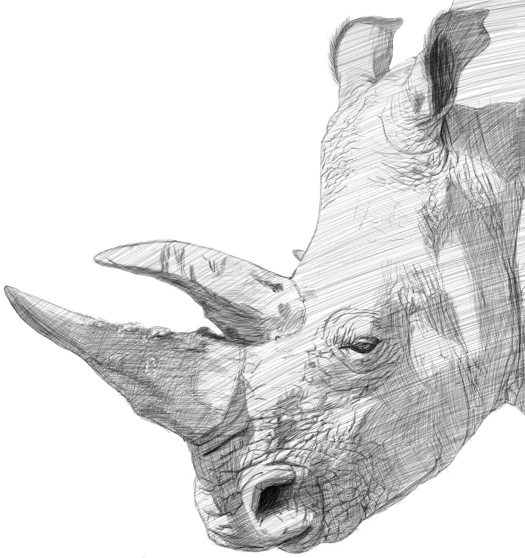 1720x1830 Quick Sketch Rhino Masonillustration - Quick Sketch