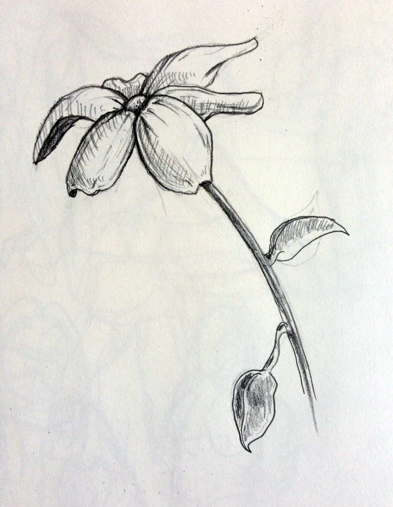 800x1032 Quick Sketch Flower From Imagination 365 Days Of Questionably - Quick Sketch