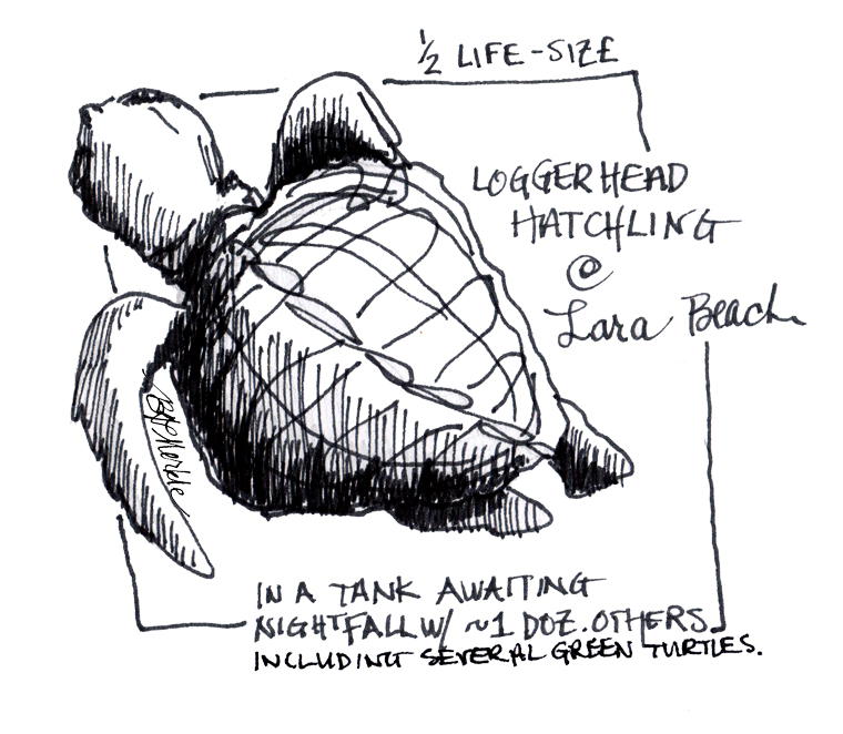 760x662 A Quick Sketch For World Sea Turtle Day! B. G. Merkle - Quick Sketch
