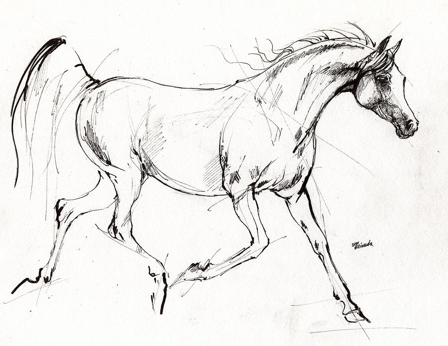 900x695 Trotting Arabian Horse Quick Sketch Drawing By Angel Ciesniarska - Quick Sketch