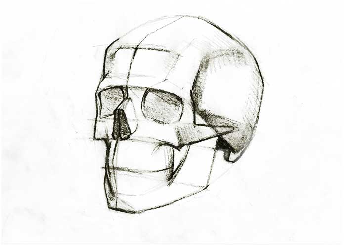 700x500 Quick Sketch Of Human Skull - Quick Sketch Drawing