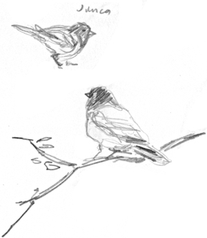 300x344 Tammy Stellanova November 2006 Archives - Quick Sketch Techniques